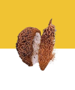 JILBERRY QUEEN SAGO