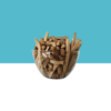 jilberry swallow root dried