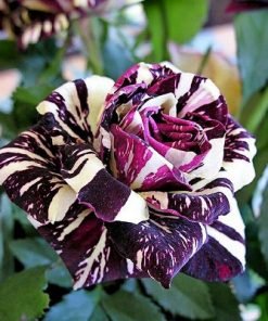 Black Dragon Rose Bush Flower Seeds