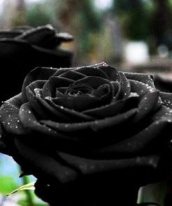 Black Rose Flower Seed