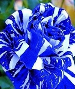 Blue Dragon Rose Flower Seed