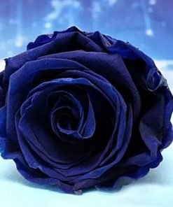 Blue Rose Flower Seeds