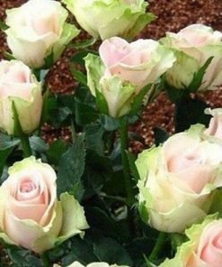 Dancing Queen Rose Flower Seeds