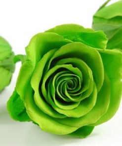 Green Rose Flower Seeds