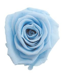 Light Blue Rose Flower Seeds