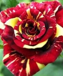 Meteor Shower Rose Flower Seeds
