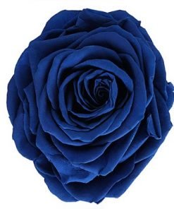 Midnight Blue Rose Flower Seeds