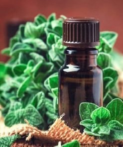 Oregano Oil