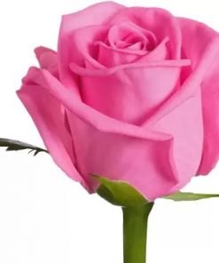 Pink Rose Flower Seed