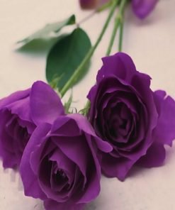 Purple Rose Flower Seeds