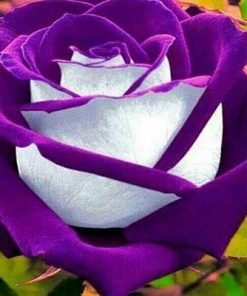 Purple White Rose Flower Seed