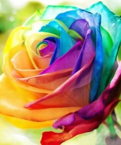 Rainbow Rose Flower Seed