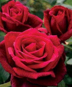 Red Rose Flower Seeds