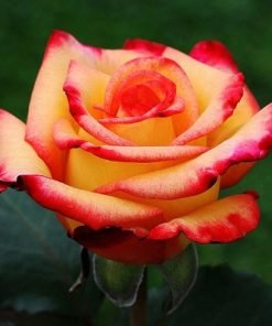 Red Rose Flower Seeds with Yellow