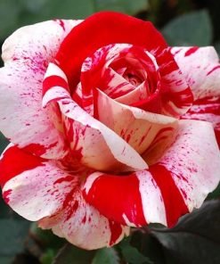 Red White Rose Seeds