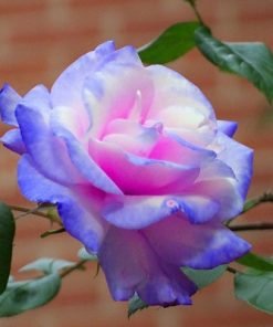 Stifling Remorse Rose Flower Seeds