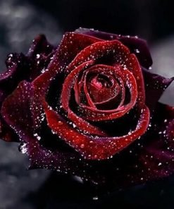 True Blood Black Rose Flower Seeds