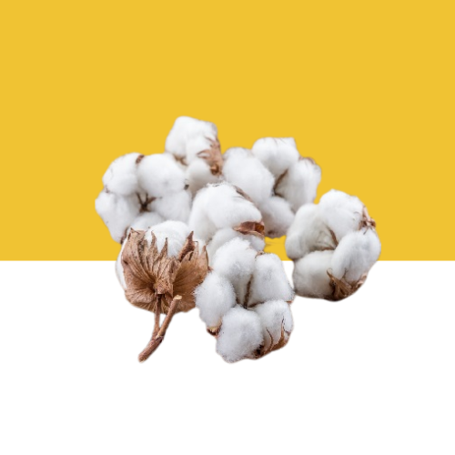 Jilberry Common Cotton