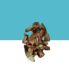 Jilberry Bael Tree Bark/ Vilva Pattai