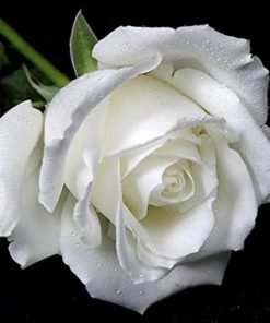 White Rose Flower Seeds