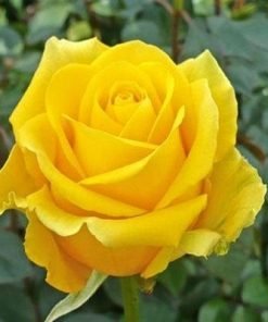 Yellow Rose Flower Seeds