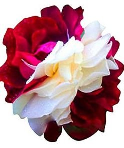 Zumpa Dust Rose Flower Seeds