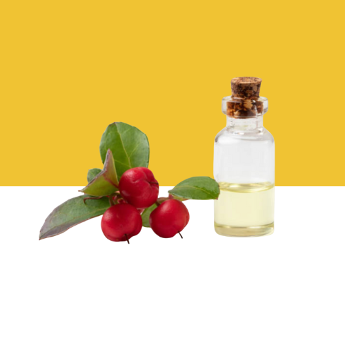 JILBERRY GAULTHERIA oil